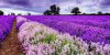 vuon-hoa-Lavender-DL.