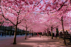 LoveJapan