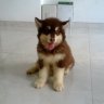 T Binh Phuong
